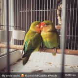 https://perchandpebble.com/wp-content/uploads/2026/10/magnific__iphone-image-of-two-lovebirds-in-their-cage-cuddli__90227-160x160.jpeg